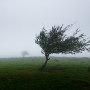 a tree blowing in the wind